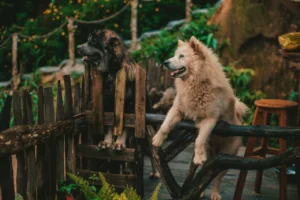 K9 Resorts Expands to Sterling, Virginia with New State-of-the-Art Dog Resort