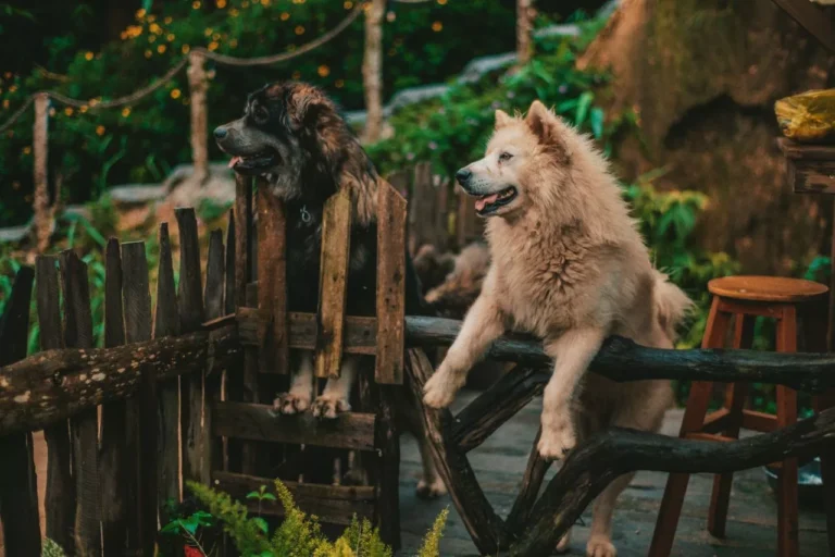 K9 Resorts Expands to Sterling, Virginia with New State-of-the-Art Dog Resort