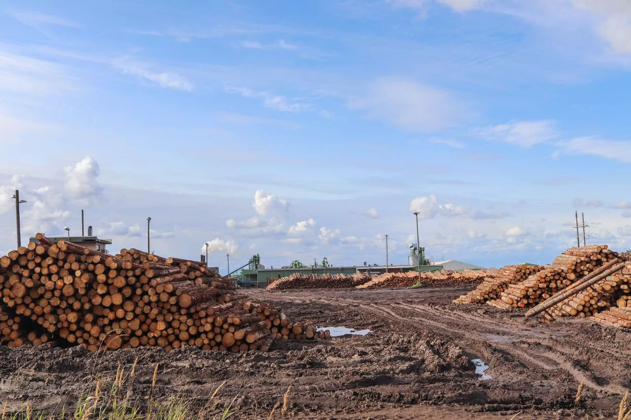 Rayonier Strengthens Timberland Portfolio Through Strategic Transactions