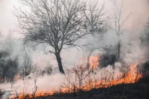 RockRose Risk Helps McCloud HOA Save More Than $860K Through Community Wildfire Mitigation Efforts