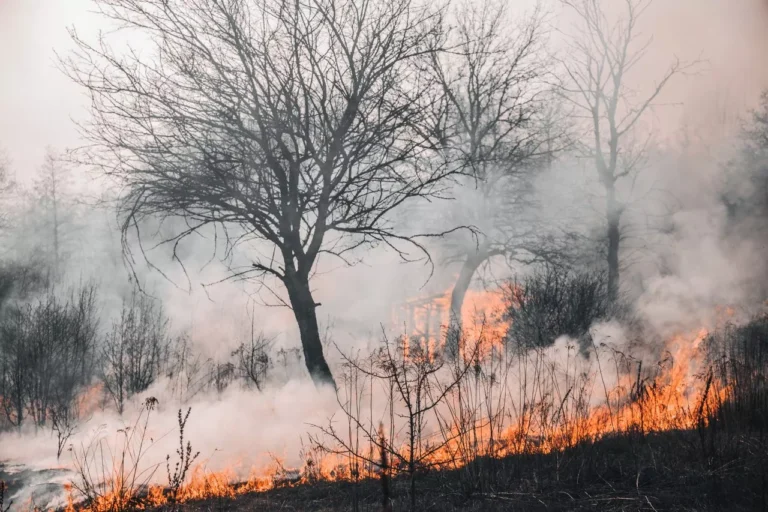RockRose Risk Helps McCloud HOA Save More Than $860K Through Community Wildfire Mitigation Efforts