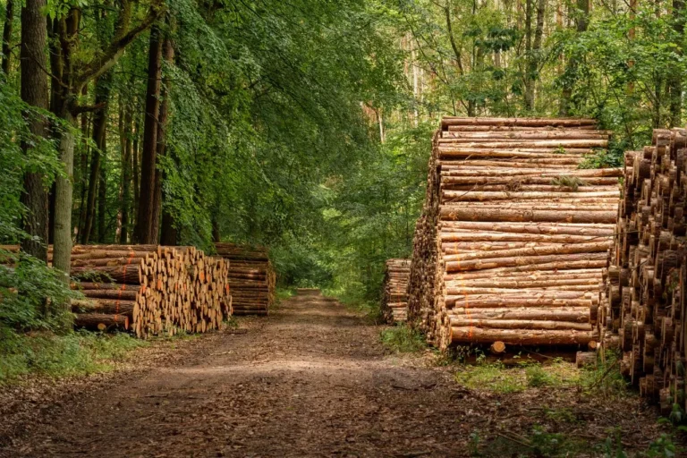 LP Scales Down OSB Operations at Jasper